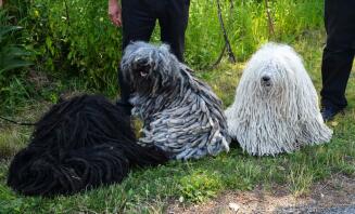 Les 3 couleurs de Puli