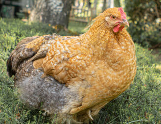 Poulet dans le jardin