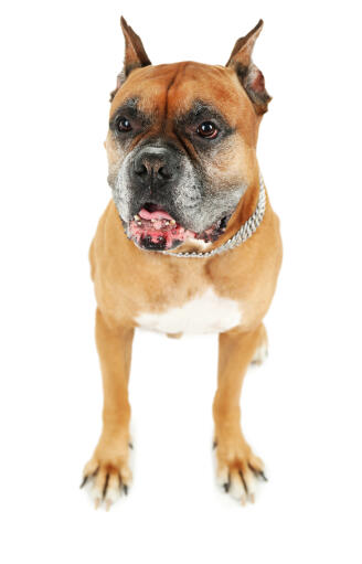 Un mignon chien boxer aux yeux marron foncé et aux oreilles coupées