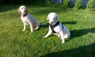 2x laGotto romagnolo à l'école canine