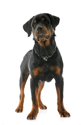 Un petit chiot rottweiler confiant qui se tient droit, montrant son merveilleux physique