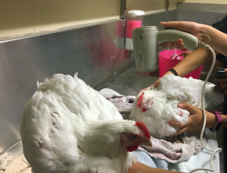 Séchage des poulets avec sèche-cheveux