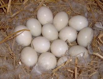 Ont pondu des œufs dans le nid