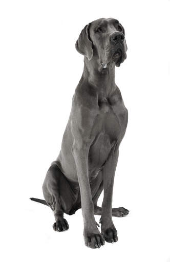Un dogue allemand gris anthracite à l'air sévère, bien assis.