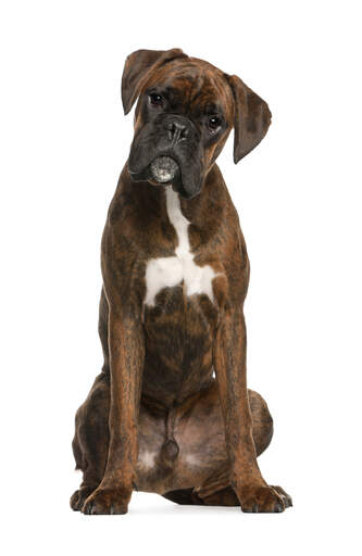 Un boxer mâle avec un beau pelage doux qui met en valeur ses belles oreilles pointues.