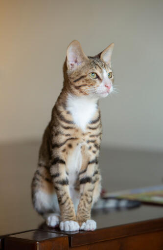 Chaton tabby arabian mau assis sur une table regardant sur le côté