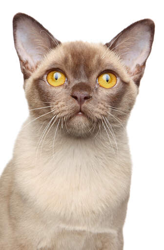 Un chat birman champagne avec un nez brun et des yeux lden Go