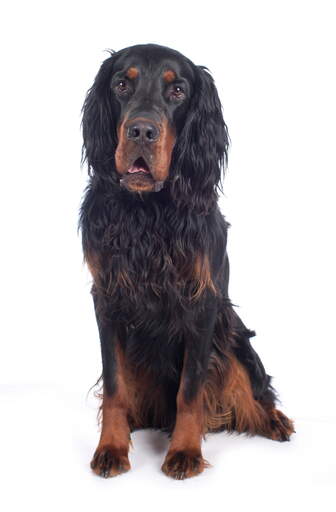 Un jeune adulte Gordon setter s'est mis au garde-à-vous