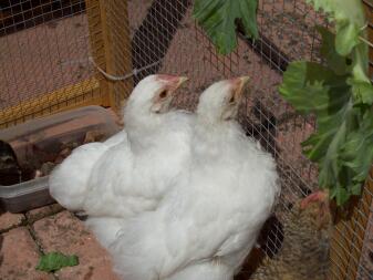 2 poulets regardant hors de leur poulailler