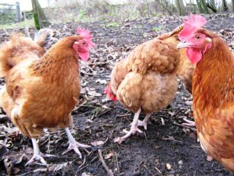 Poules des bois en liberté à la recherche de vers de terre