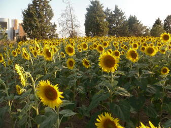 tournesols