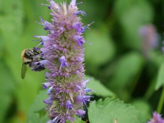 Abeille en action