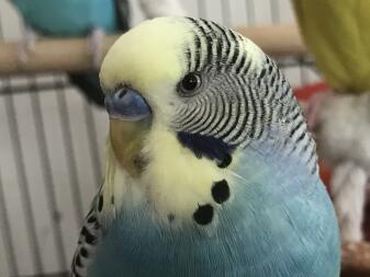 C'est Sky the Budgie!