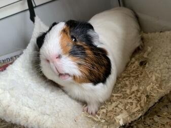 Cochon d'inde blanc, noir et brun sur un tapis pelucheux avec de la sciure de bois