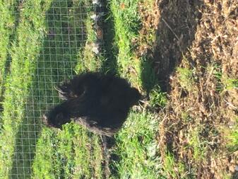 Coq Silkie