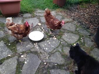 Chat et poulets partageant un bol d'œufs brouillés!