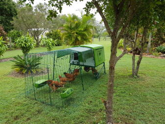 mes poules s'installent dans le poulailler, le premier jour