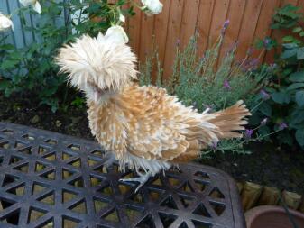 Polonais Frizzle