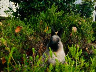 Un lapin dans la nature qui regarde autour de lui.