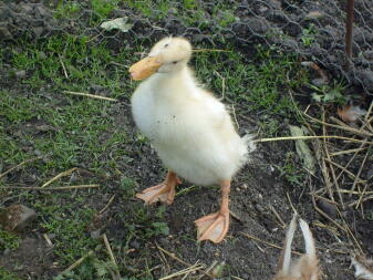 Canard dans le jardin