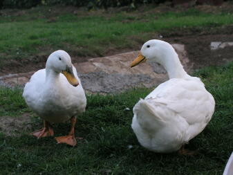 Nos canards