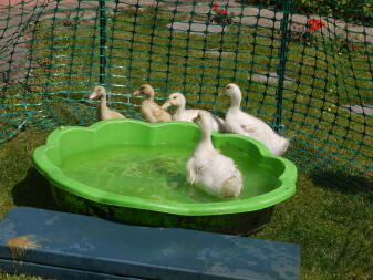 Canetons prenant leur premier bain