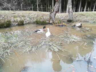 Canards fugueurs dans un étang