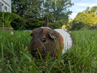 Sherlock joue dans l'herbe.