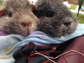 Deux cochons en bonne santé!