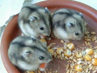 MES HAMSTERS !!!