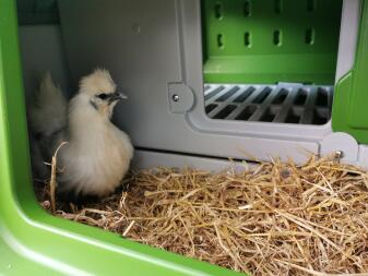 Poulets dans Eglu Cube grand poulailler