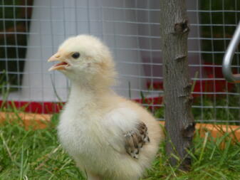 Un poulet debout dans la cour.