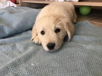 Un petit chiot Golden couché sur une couverture