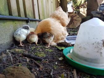 Broody poule et poussins