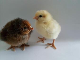 Poussins