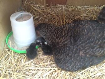 Mère apprenant à manger à ses poussins