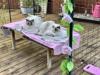 Deux chats assis dans un parc aménagé pour les chats avec des décorations roses