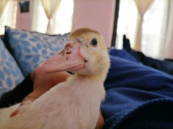 Canard assis sur un canapé à l'intérieur d'une maison