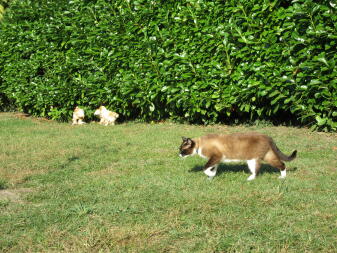 Chat et poussins brahma 