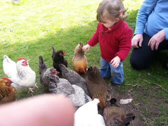 JE ME SUIS LACHEE LA 1ERE FOIS en voyant les poules de mamie