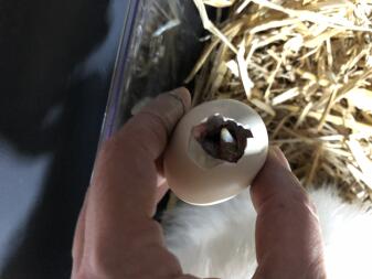 Naissance bébé 2