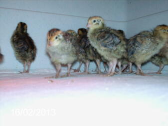 Poussins de caille Coturnix