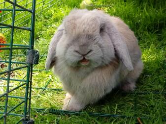 mon lovley mini lop