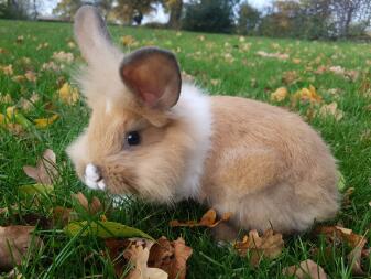 otty jouant sur l'herbe