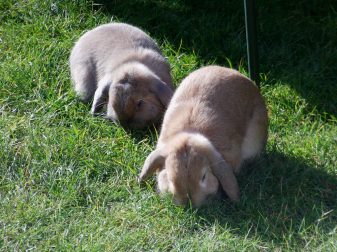 Ils adorent leur herbe!