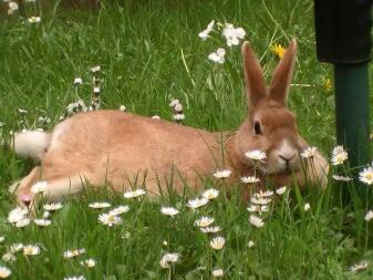 Toffee relaxant dans l'herbe et les fleurs