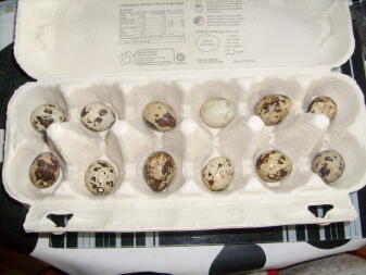 œufs de caille en boîte