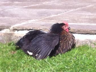 Les bains de soleil sont aussi une chose de poulet!