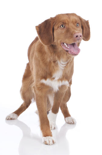 Un magnifique duck tolling retriever de nova scotia à l'air inquisiteur