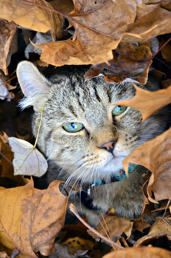 Un chat highlander se cachant dans les feuilles mortes